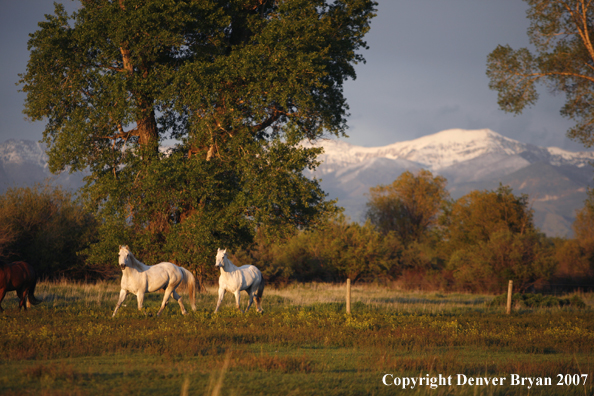 Quarter horses in field