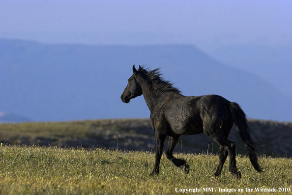Photo taken by Mark Miller
