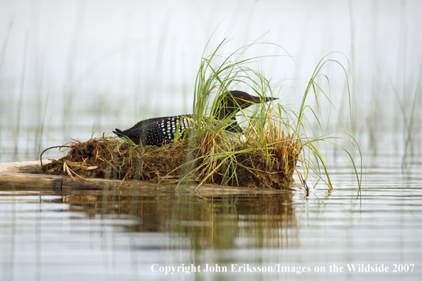 Loon sitting on nest
