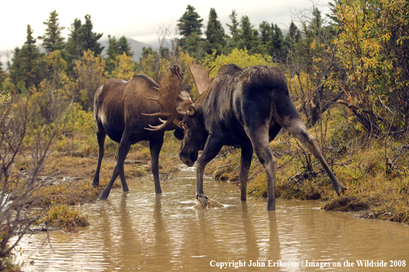 Bull Moose in Habitat