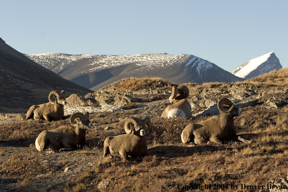 Herd of Rocky Mountain bighorn sheep (rams).