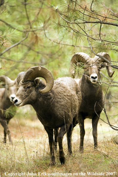 Rocky Mountain Big Horn Sheep in habitat