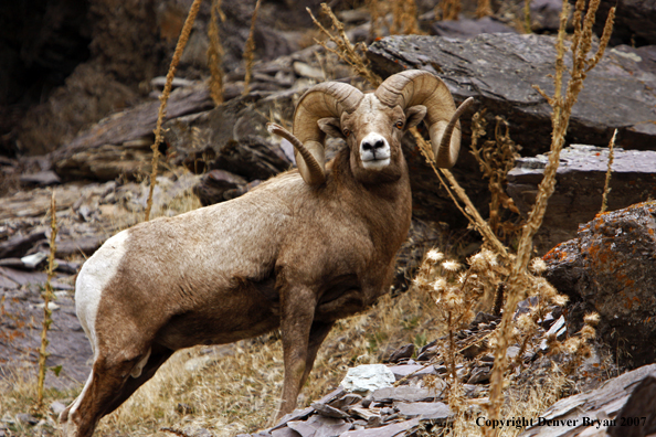 Rocky Mountain Big Horn Sheep