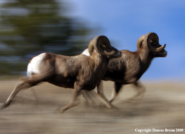 Rocky Mountain Bighorn Sheep