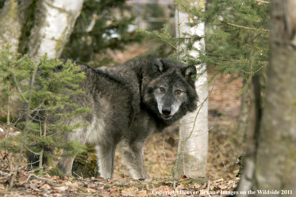 Gray wolf (black phase) in habitat.