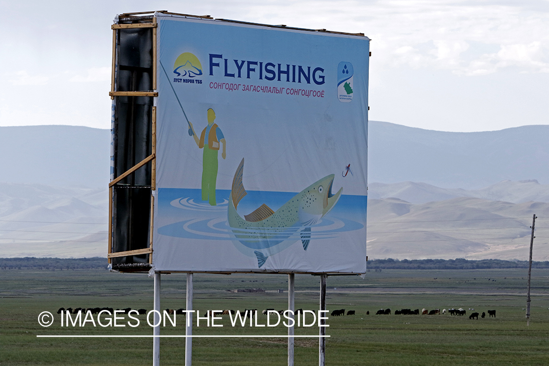 Taimen fishing billboard
