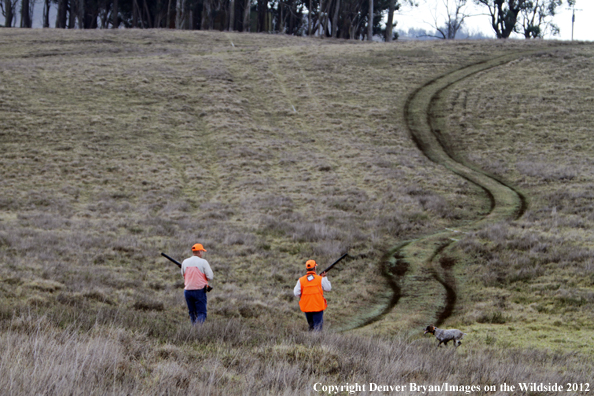 Upland game hunters with German shorthair. 