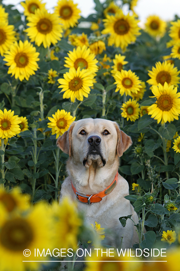 Yellow lab on a dove hunt in a sunflower field. 