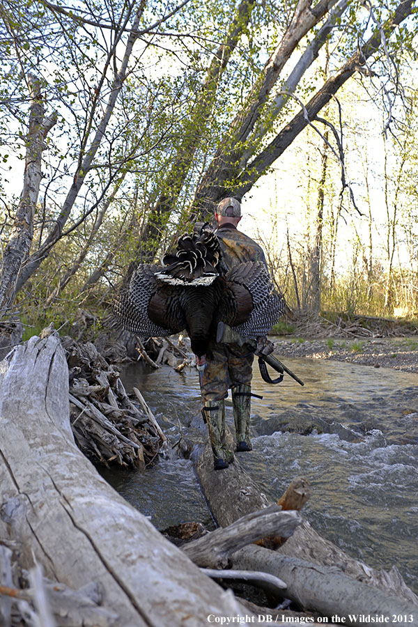 Turkey hunter in field with bagged turkey.