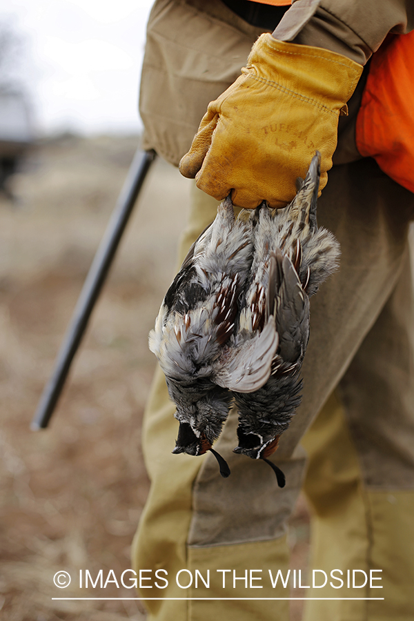 Quail hunter with bagged Gambel's Quails.