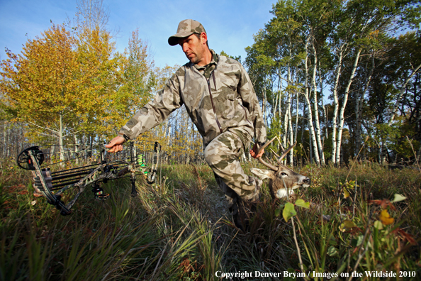 Bowhunter dragging downed white-tailed buck.