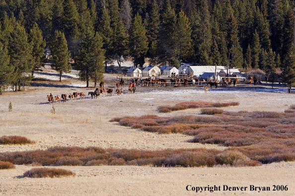 Elk hunters with bagged elk on horse packstring.  