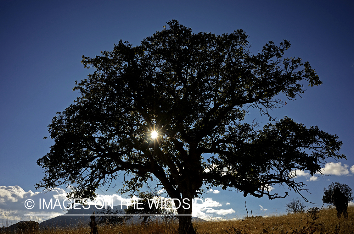 Tree silhouette on hill-top