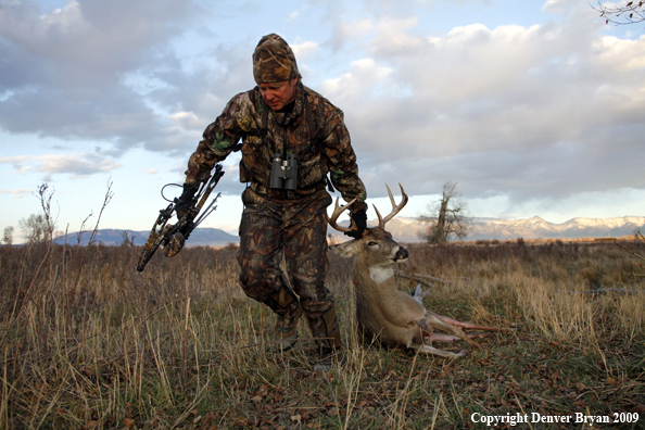 Bowhunter dragging bagged whitetail deer.