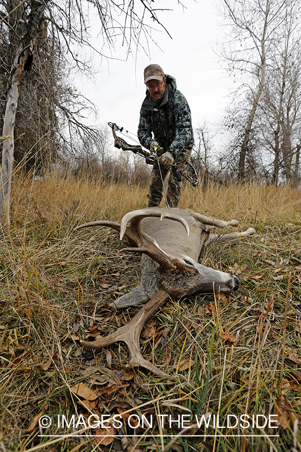 Bowhunter approaching downed white-tailed buck.