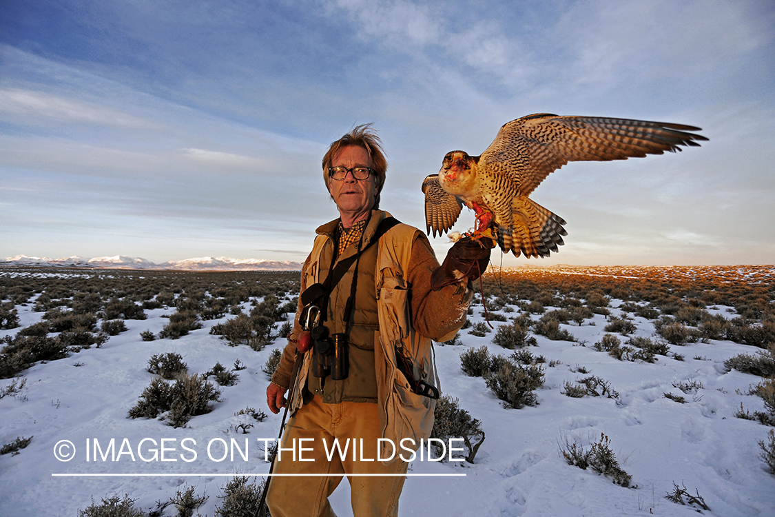 Falconer in field with gyr falcon.