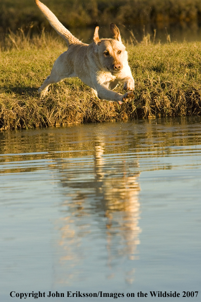Yellow Labrador Retriever