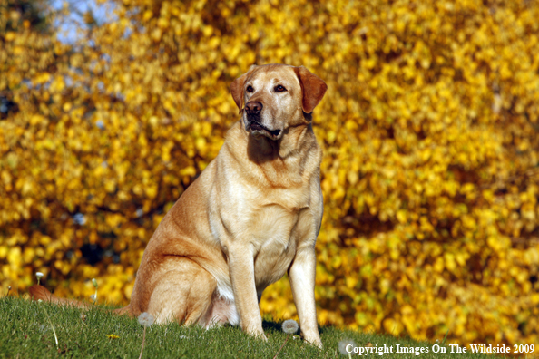 Yellow Labrador Retriever