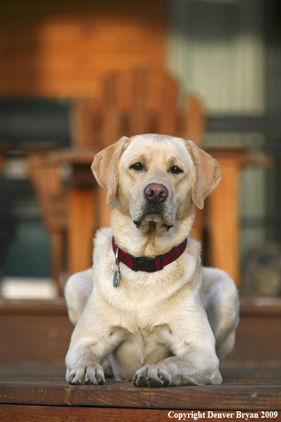 Yellow Labrador Retriever on deck