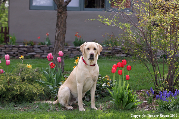 Yellow Labrador Retriever by flowers