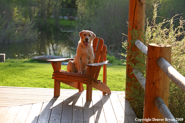 Yellow Labrador Retriever in chair