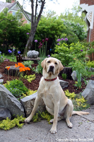 Yellow Labrador Retriever by flowers