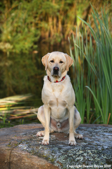 Yellow Labrador Retriever on rock