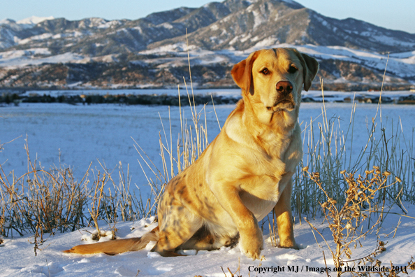 Yellow Labrador Retriever in winter