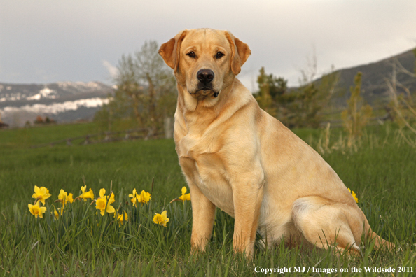 Yellow Labrador Retriever.