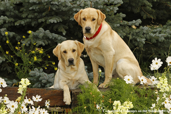 Yellow Labrador Retrievers.