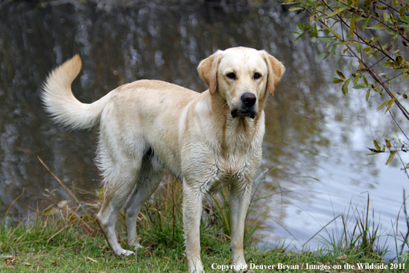Yellow Labrador Retriever.