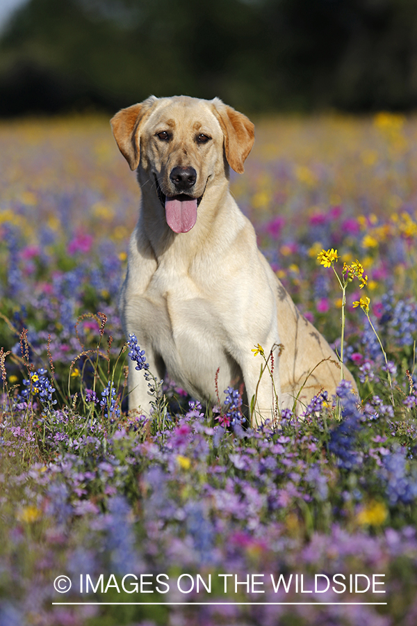 Yellow labrador retriever in field of wildflowers.