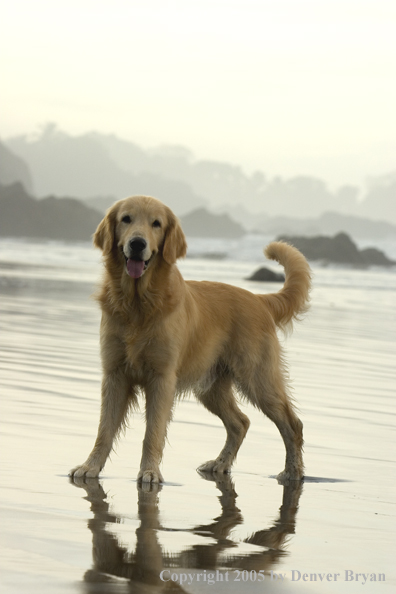 Golden Retriever on ocean beach.