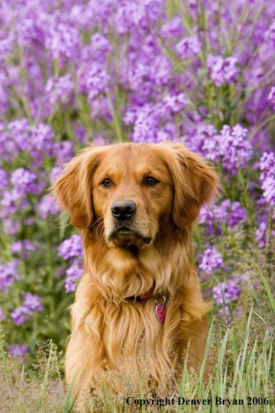 Golden Retriever with flowers.