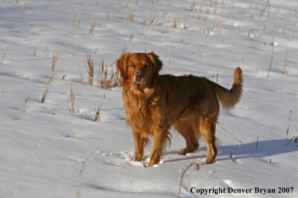 Golden Retriever in the snow.