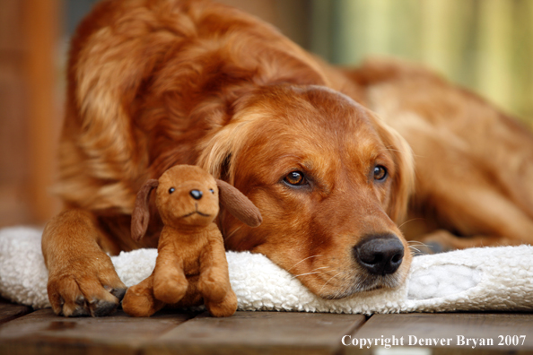 Golden Retriever on porch with toy
