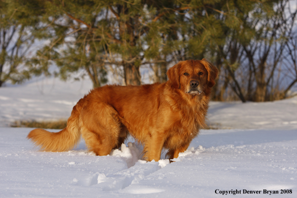 Golden Retriever in the winter