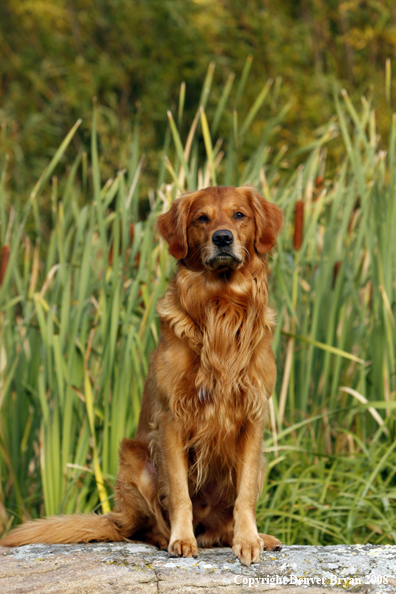 Golden Retriever 