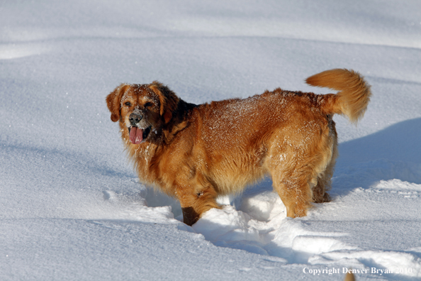 Golden retriever playing in snow.