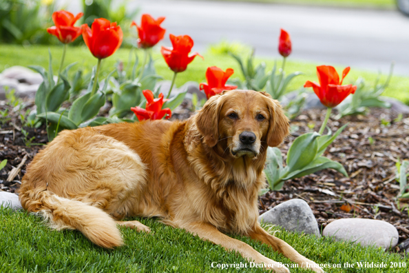 Golden Retriever