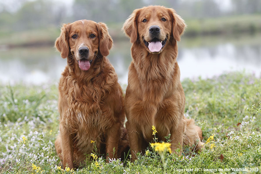 Golden Retrievers.