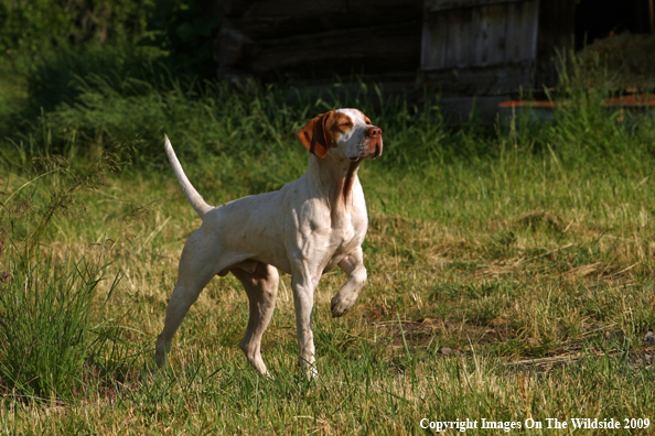 English Pointer in field