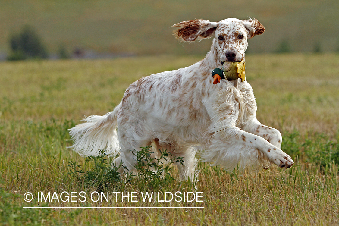 English Setter