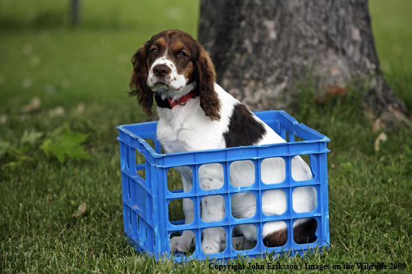 Springer Spaniel puppy in crate