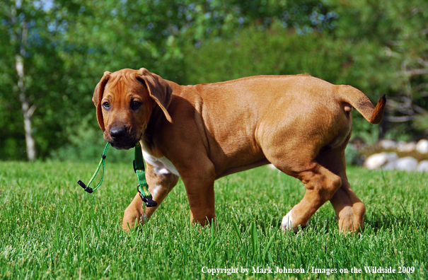 Rhodesian Ridgeback puppy in yard.