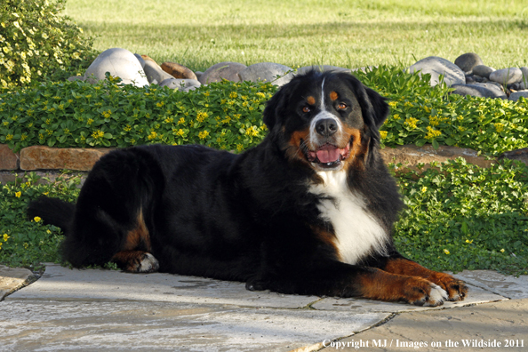Bernese Mountain Dog. 
