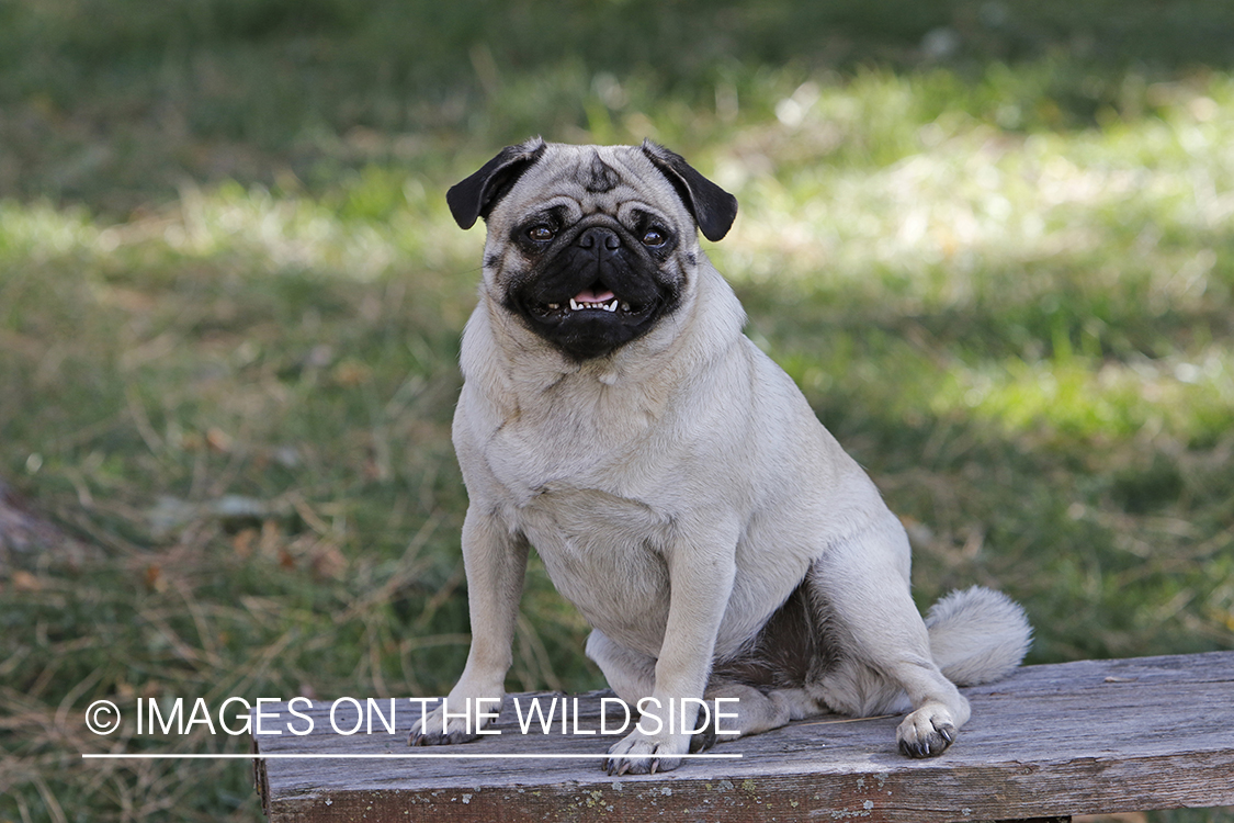 Pug on bench.