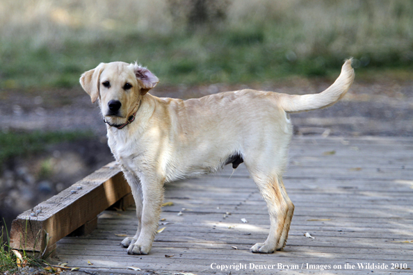 Yellow Labrador Retriever Puppy