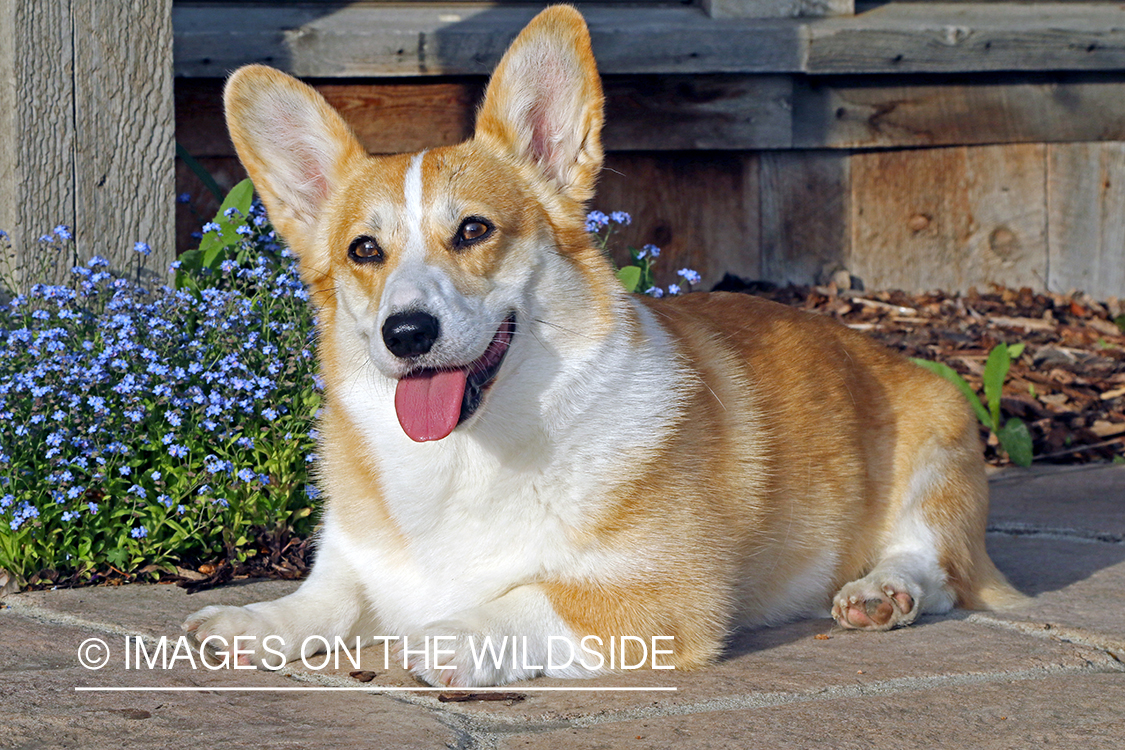 Welsh Corgi infront of house.
