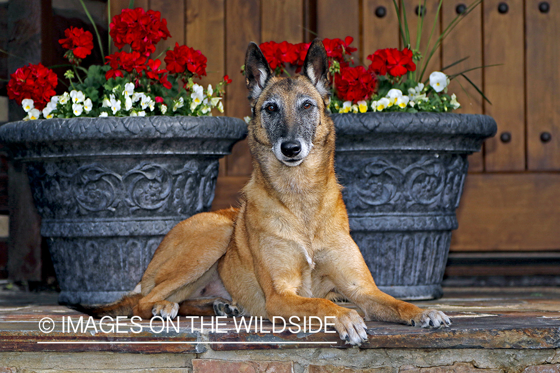 Belgian Shepard Malinois on porch by flower pots.
